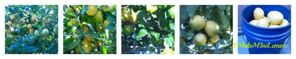 Cured Lemons